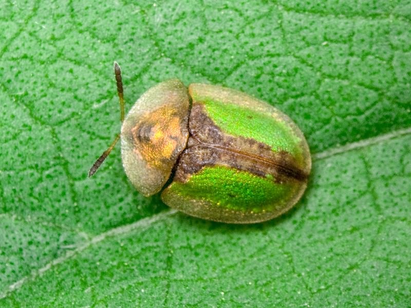 Cassida (Cassida) vibex Linnaeus, 1767
